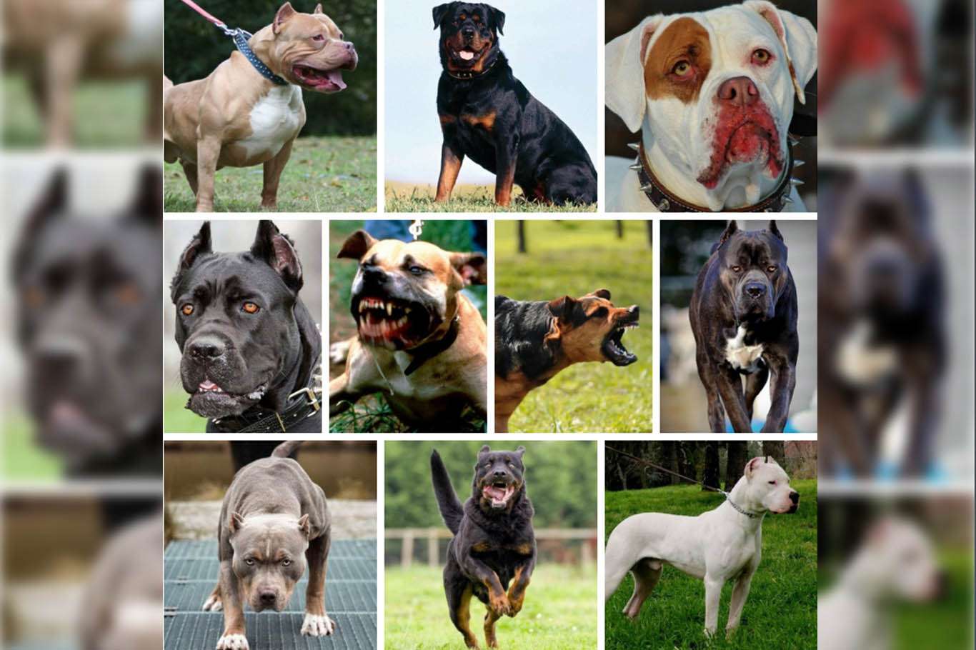 Yılda 35 bin kişi köpek saldırıları nedeniyle hayatını kaybediyor Yılda 35 bin kişi köpek saldırıları nedeniyle hayatını kaybediyor